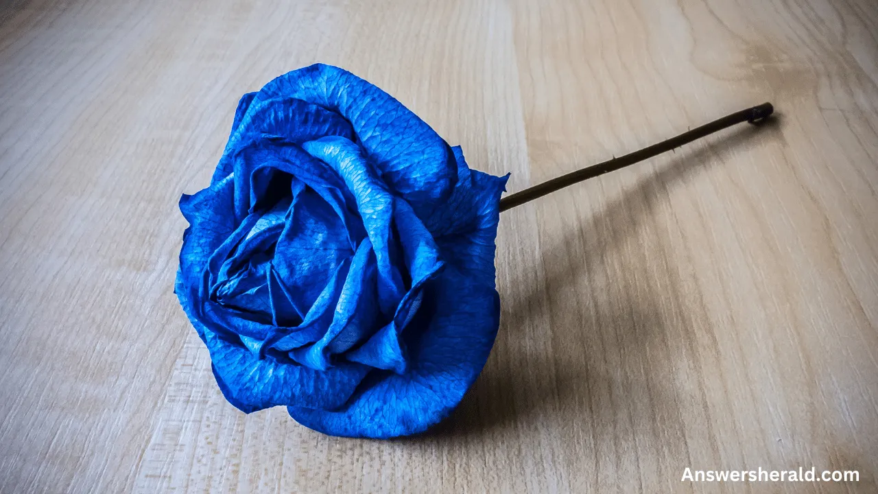 Spiritual Meaning of a Blue Rose