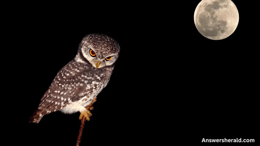 Exploring Nighttime Bird Chirps & Spirituality